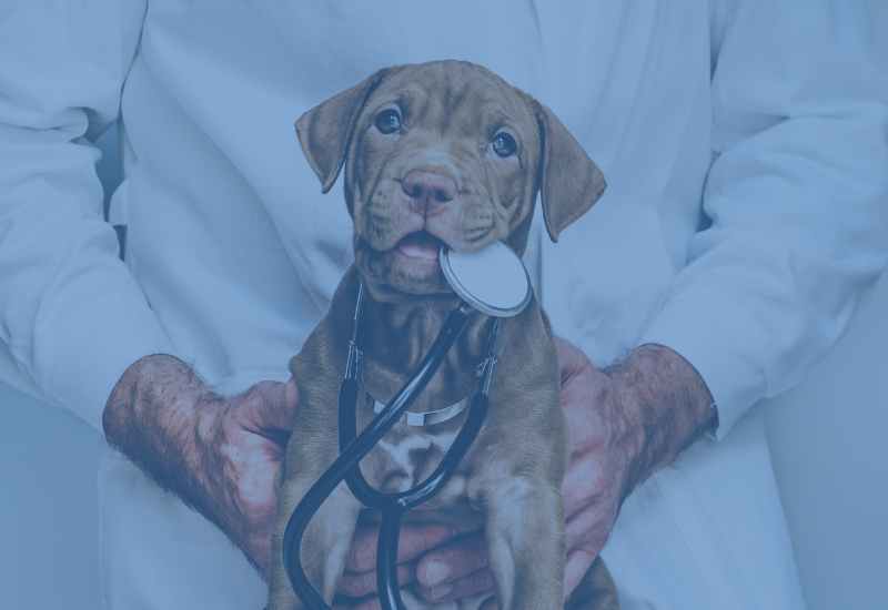 How does CRM support veterinary clinics?