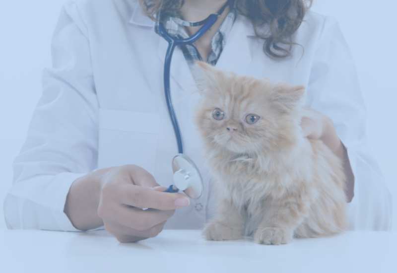 CRM system for the veterinary industry